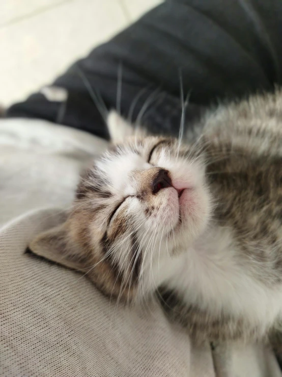 a sleepy cat lying down on top of a sofa cushion