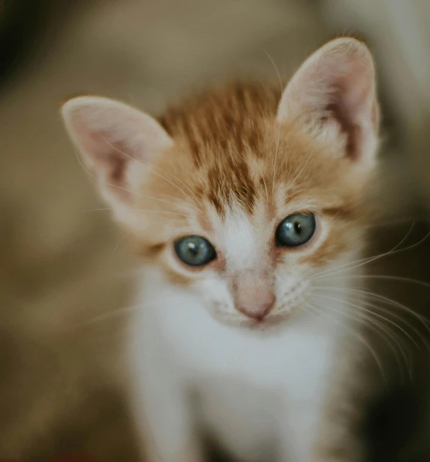 a small orange and white kitten looking straight ahead