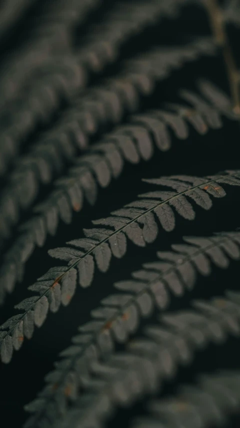 the back side of two leaves, both in gray