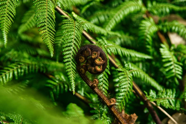 a small spider crawling through the leaves of a fern