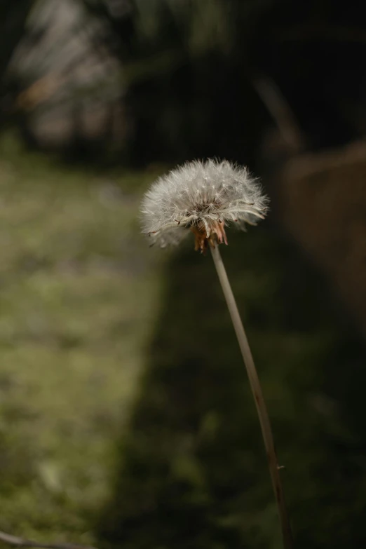 the dandelion is standing in front of the green grassy field