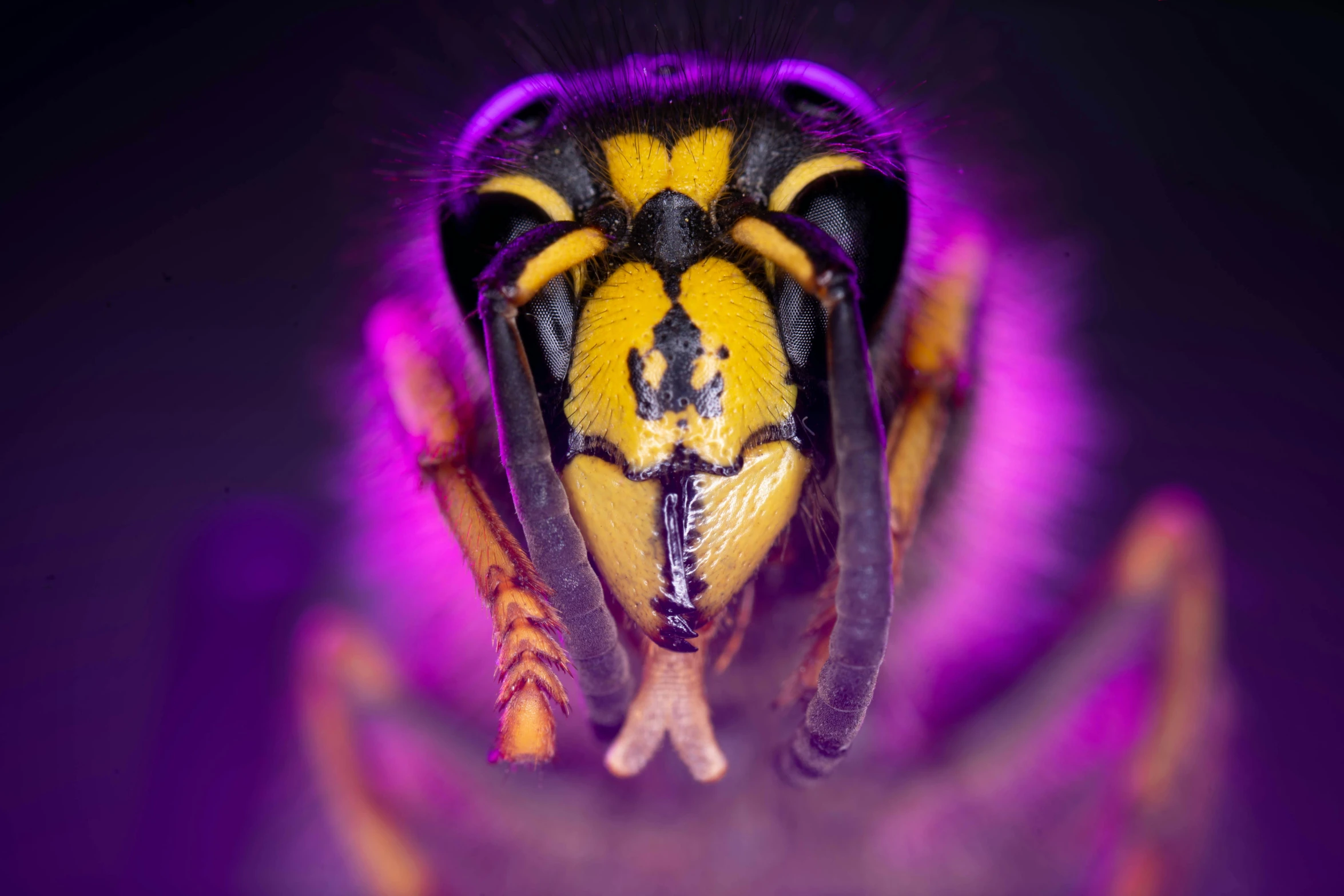 close - up image of the face and wings of an insect