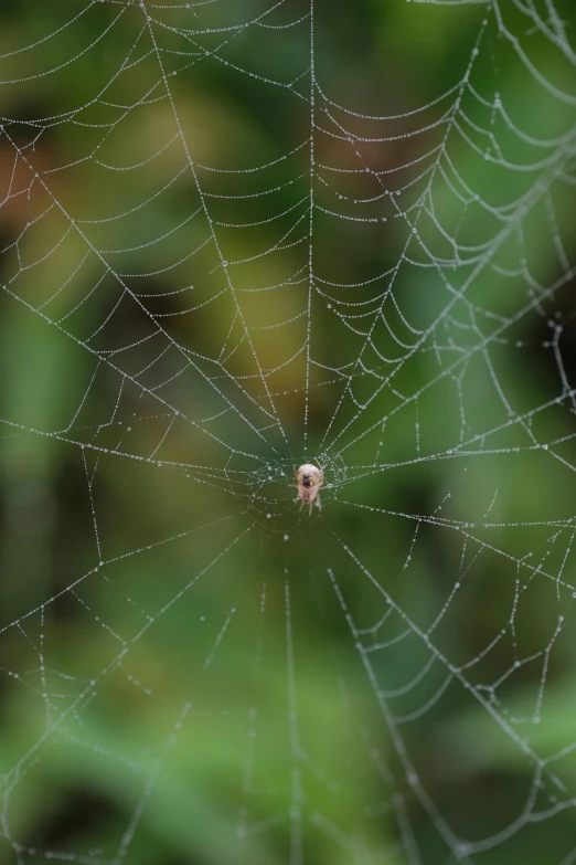 a spiderwefe has an insect in its center