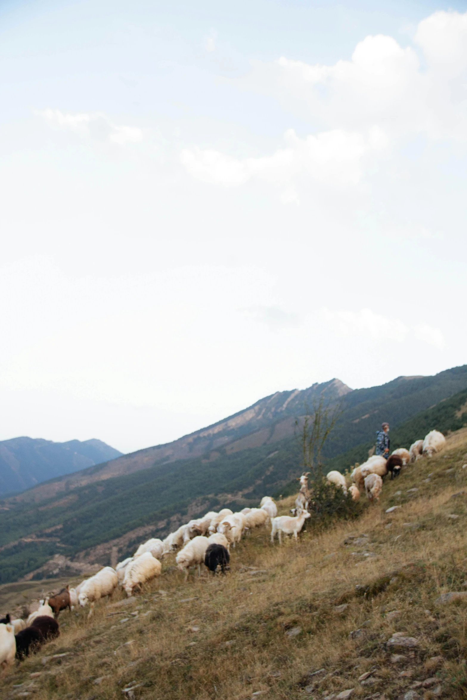 a herd of animals that are on the side of a hill