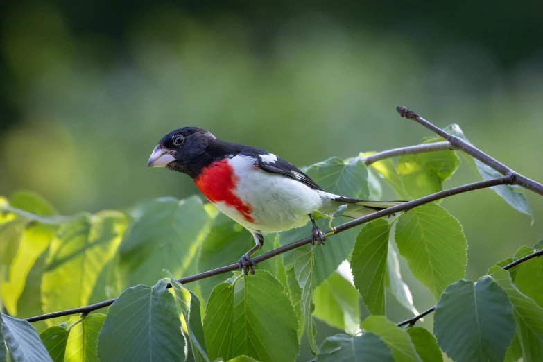 the bird has black feathers and is perched on a nch