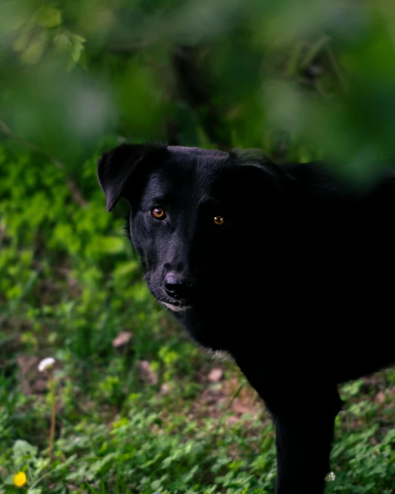 a black dog sitting on top of a lush green field