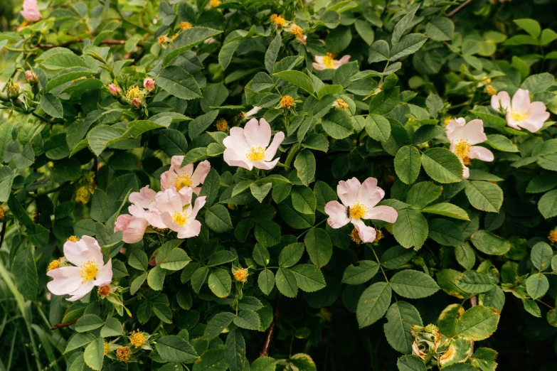 many flowers and leaves with green leafs in the background