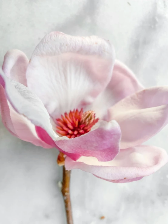 the pink and white flower is ready to blossom