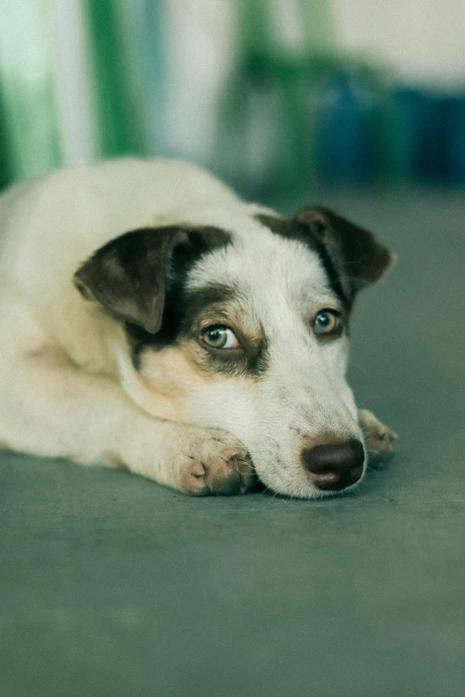 a white and brown dog laying on top of a green floor