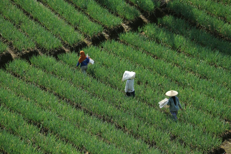 a couple of men walking across a green field