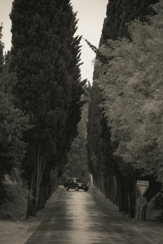 black and white po of trees on a road