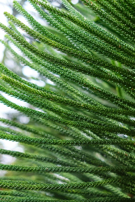 close up s of a tree that has very sharp lines