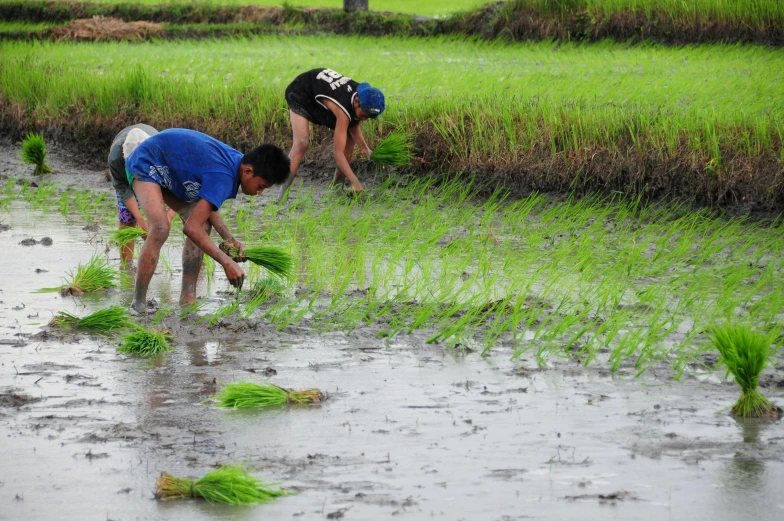 two people tending to an almost empty paddy field