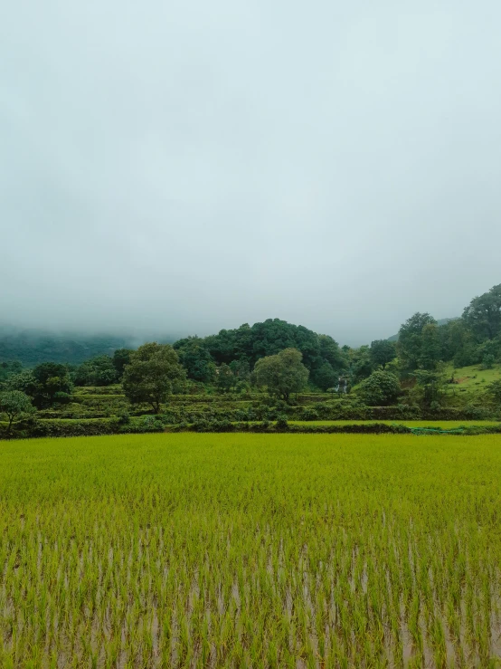 the field of green grass is covered in some rain