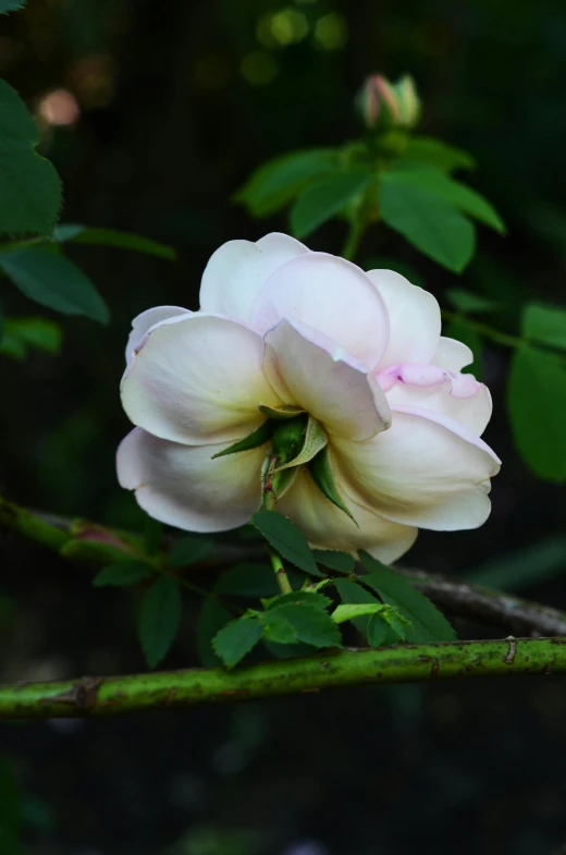 a close up of a pink flower growing in the woods