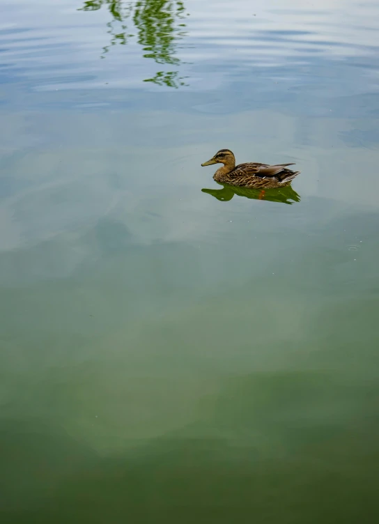 a duck is swimming in the water near a tree