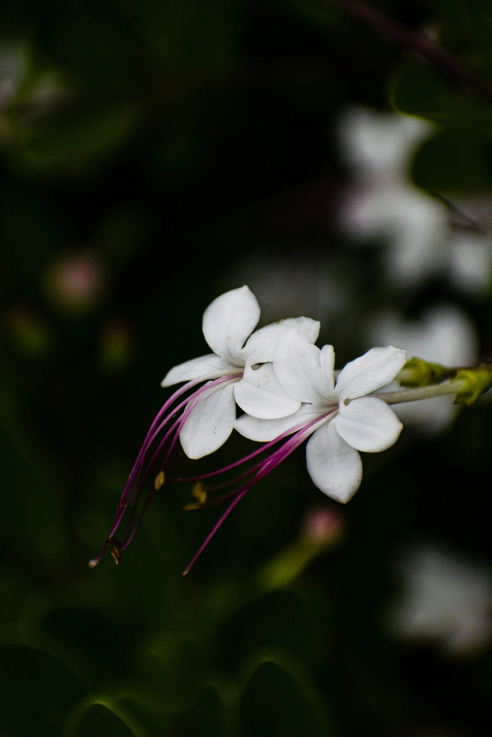 some flowers that are sitting on a green plant