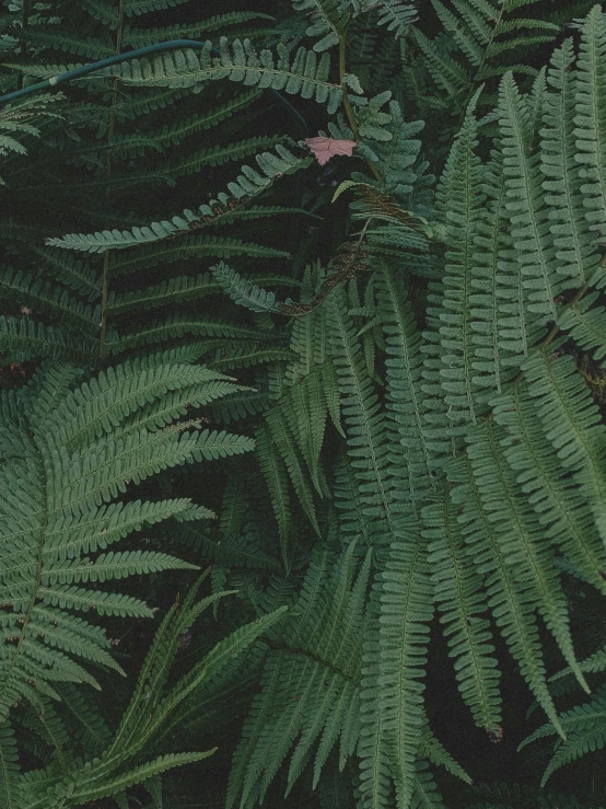 a few green plants are in a forest