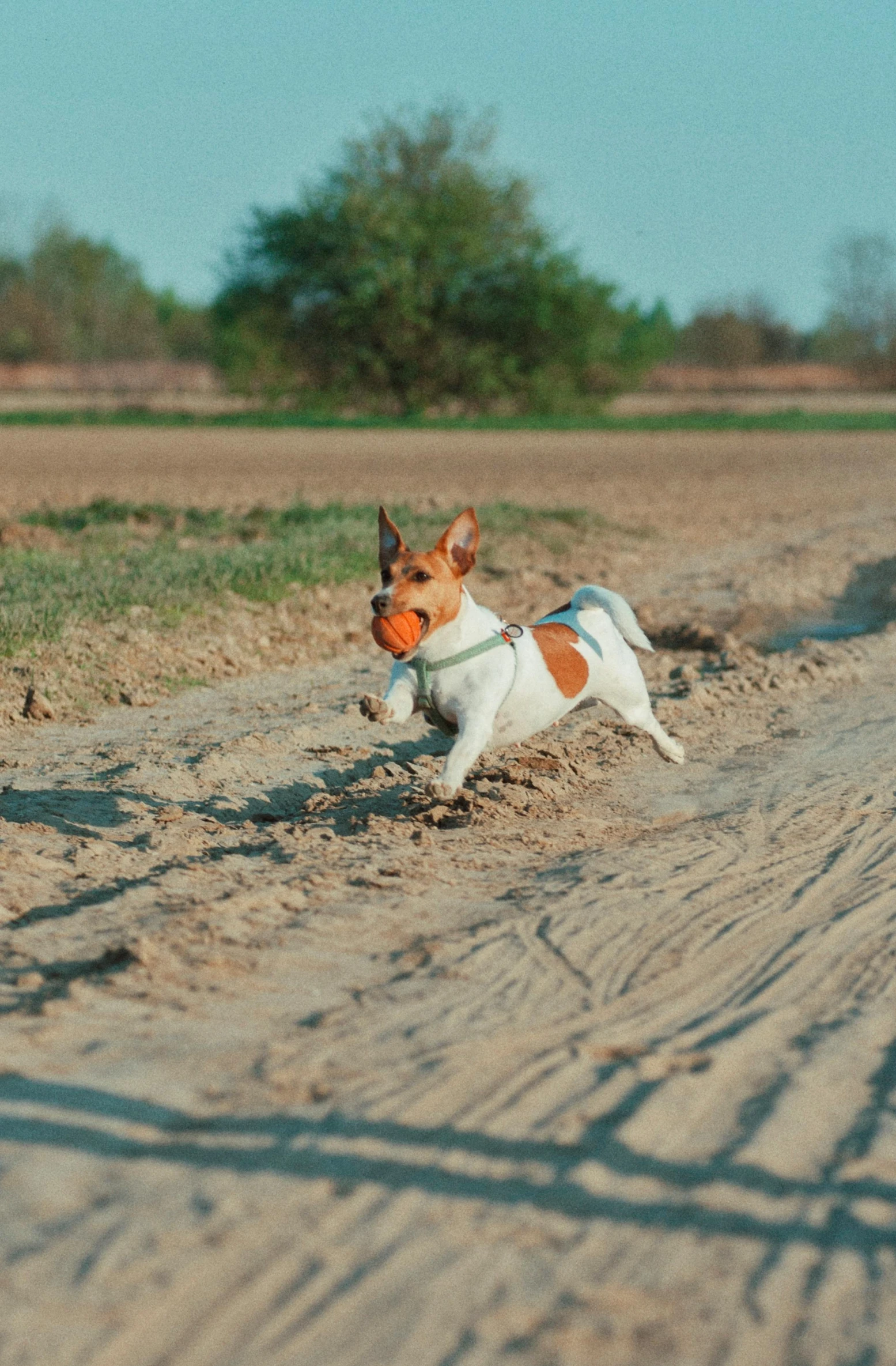 a brown and white dog is running on the dirt