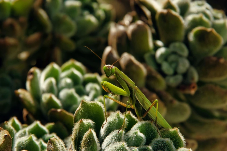 a green and black insect in a cactus