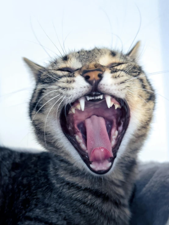 a gray cat with its mouth open and its teeth wide open