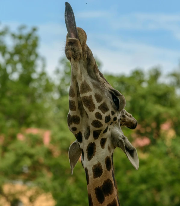 the baby giraffe is standing next to its mother