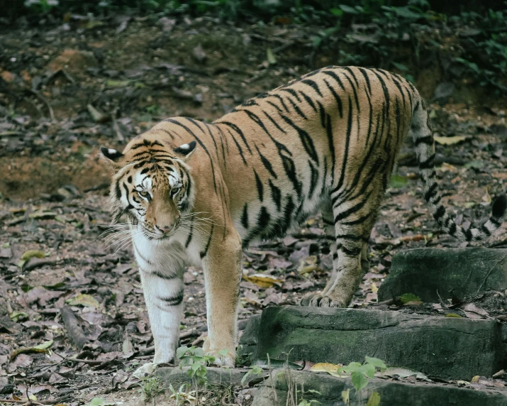 tiger walking in the middle of the forest