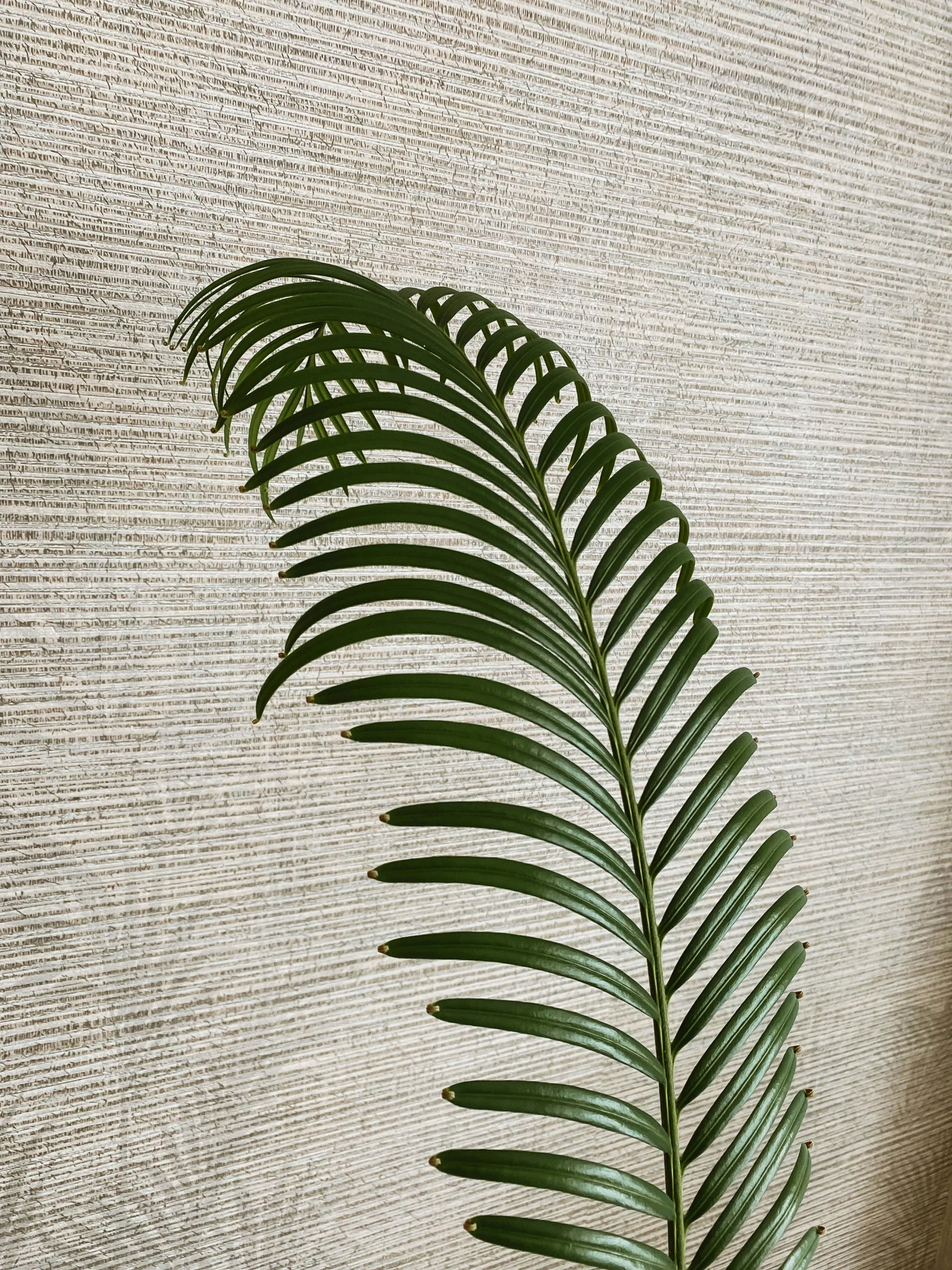 the shadow of a large fern leaf against the white background