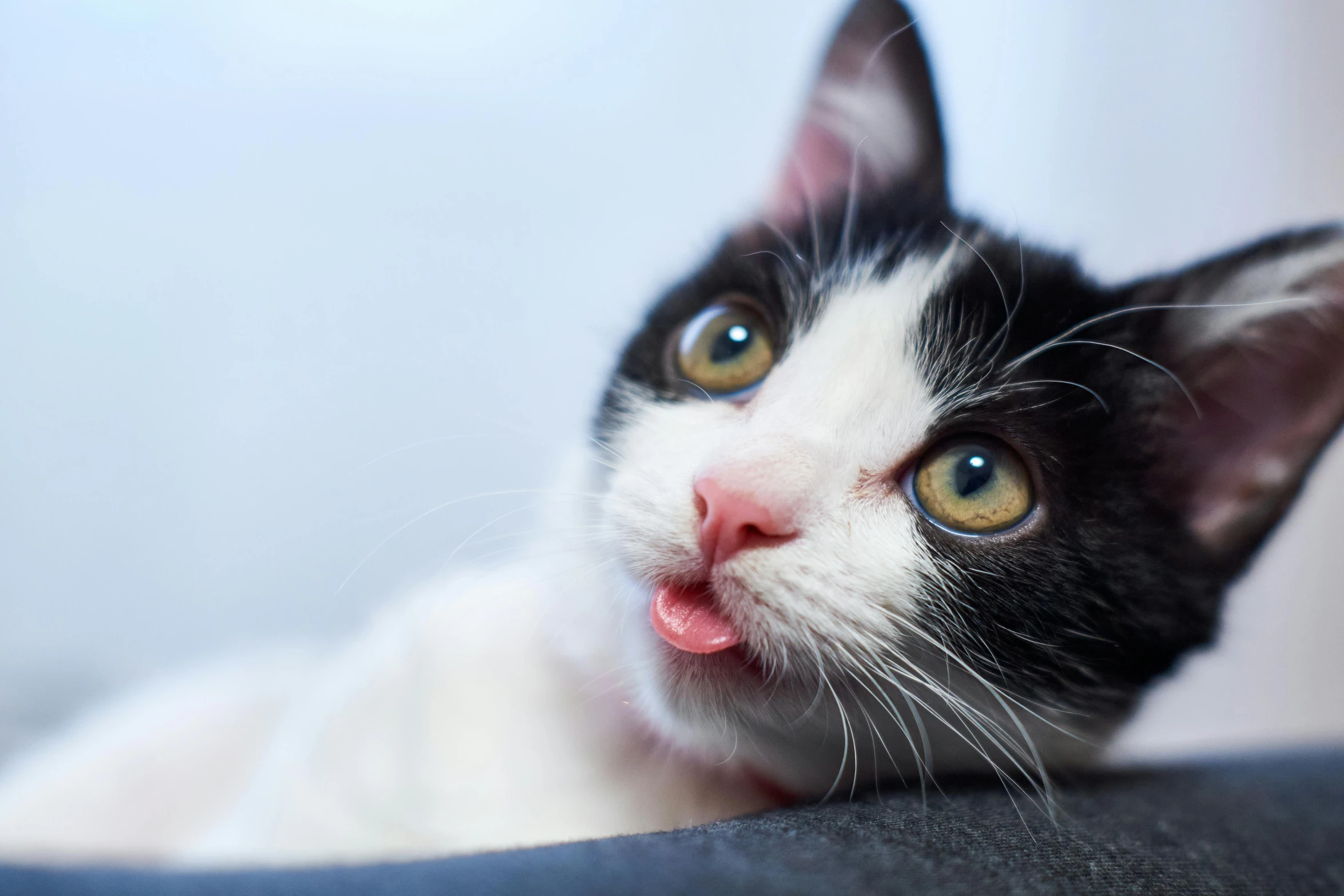 a black and white cat laying down next to a wall