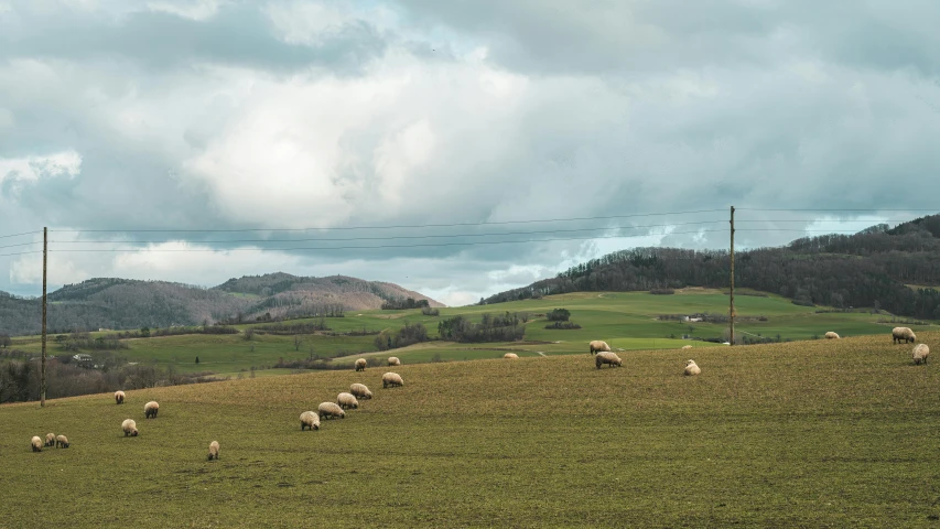 sheep grazing in the pasture with mountains in the background