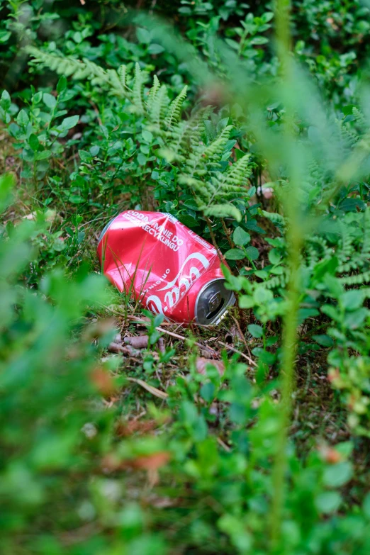 a discarded bottle is in the bushes