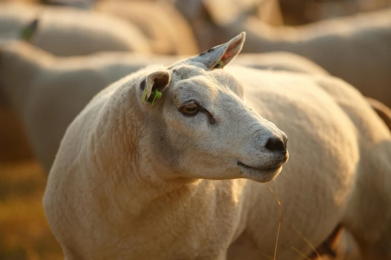 the close up view of a sheeps face looking towards the camera