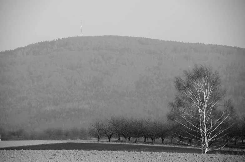 a small tree near a fence on a hill