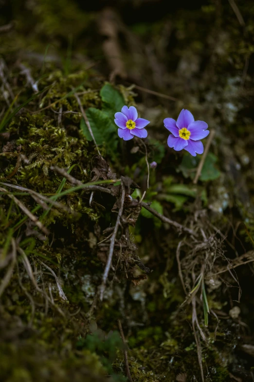 two purple flowers sitting next to green grass