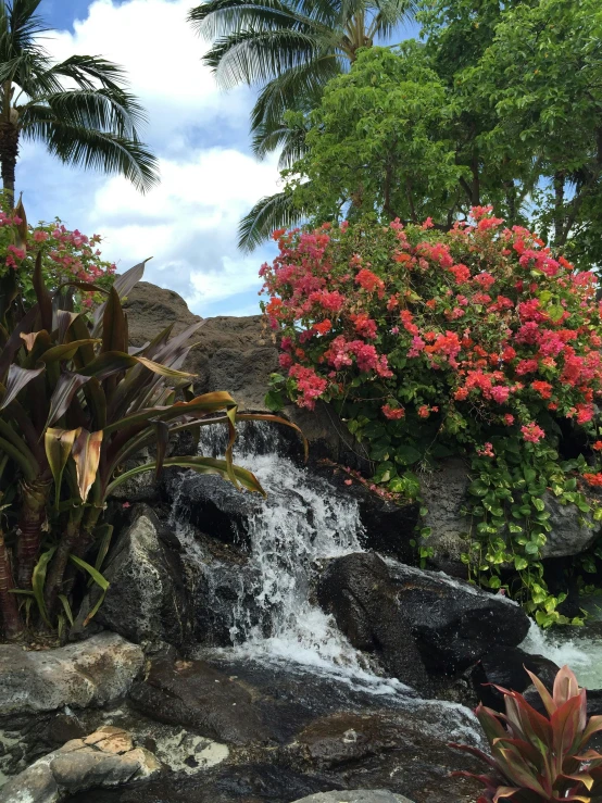 a park filled with lots of plants and flowers