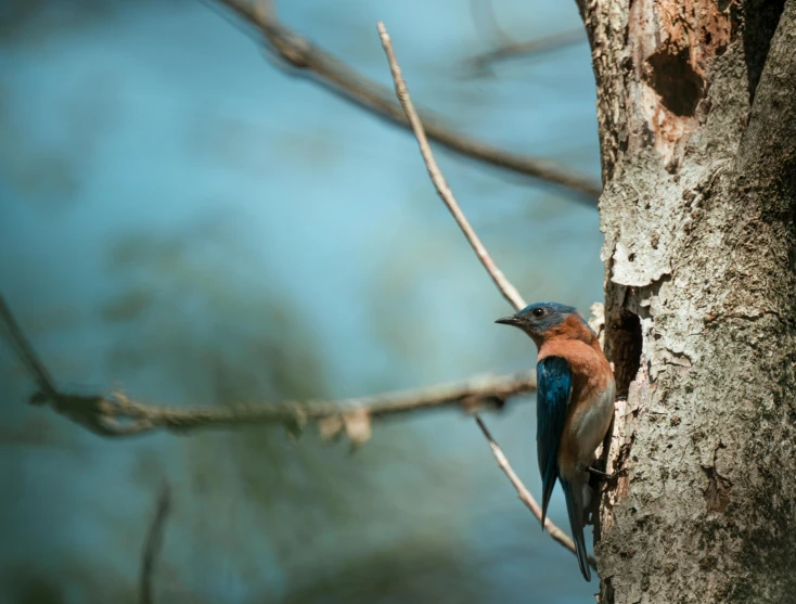 a bird standing on a tree nch with no leaves