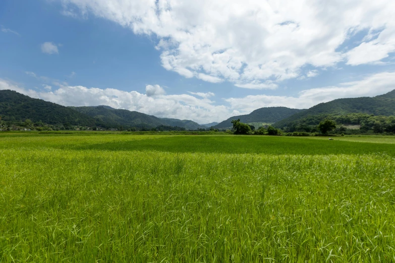 a field that is lush with grass and mountains in the background