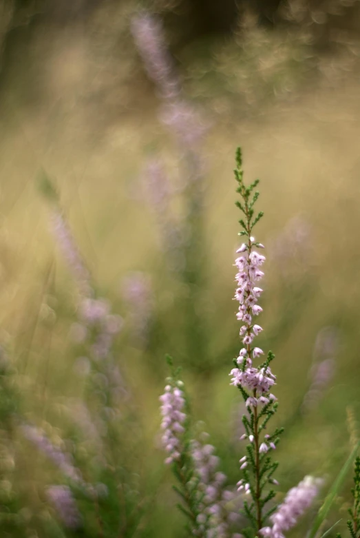 purple flowers are blooming in the grassy area