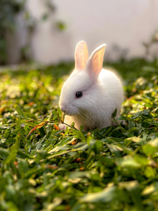 a white bunny rabbit is sitting in the grass