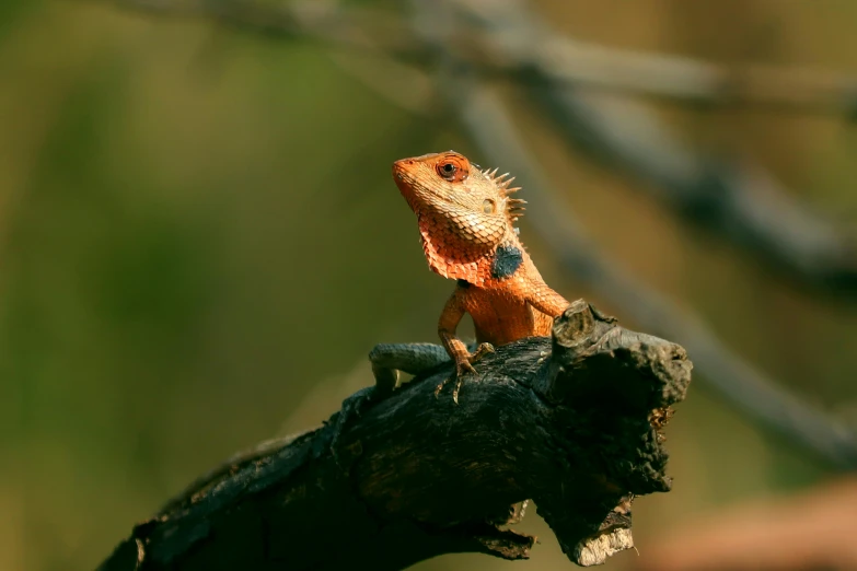 a lizard sits on a nch in the sun