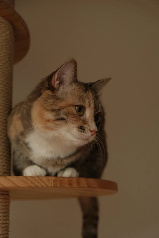 a cat laying on top of a scratching post