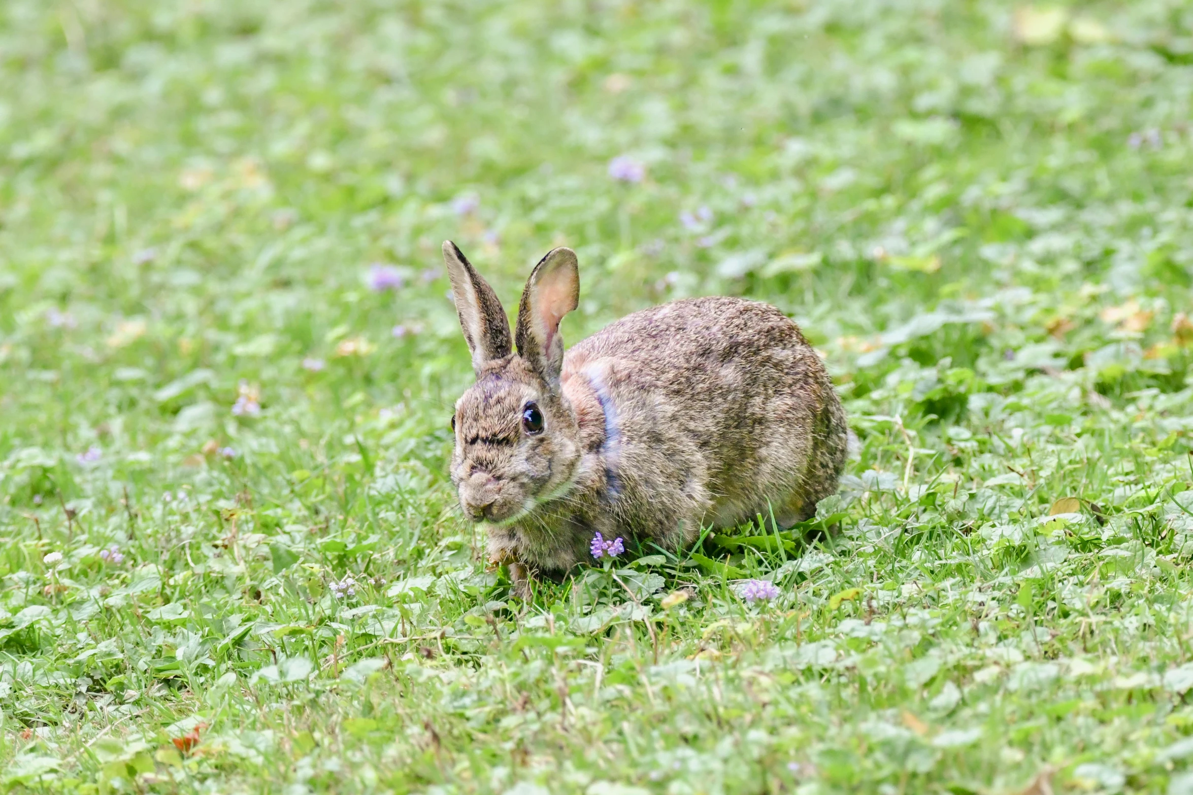 a rabbit sitting in the grass