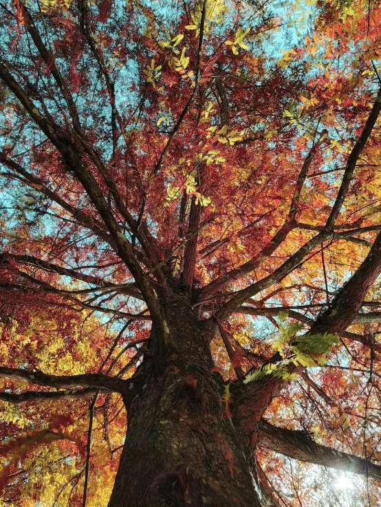 a large tree is standing under the autumn leaves