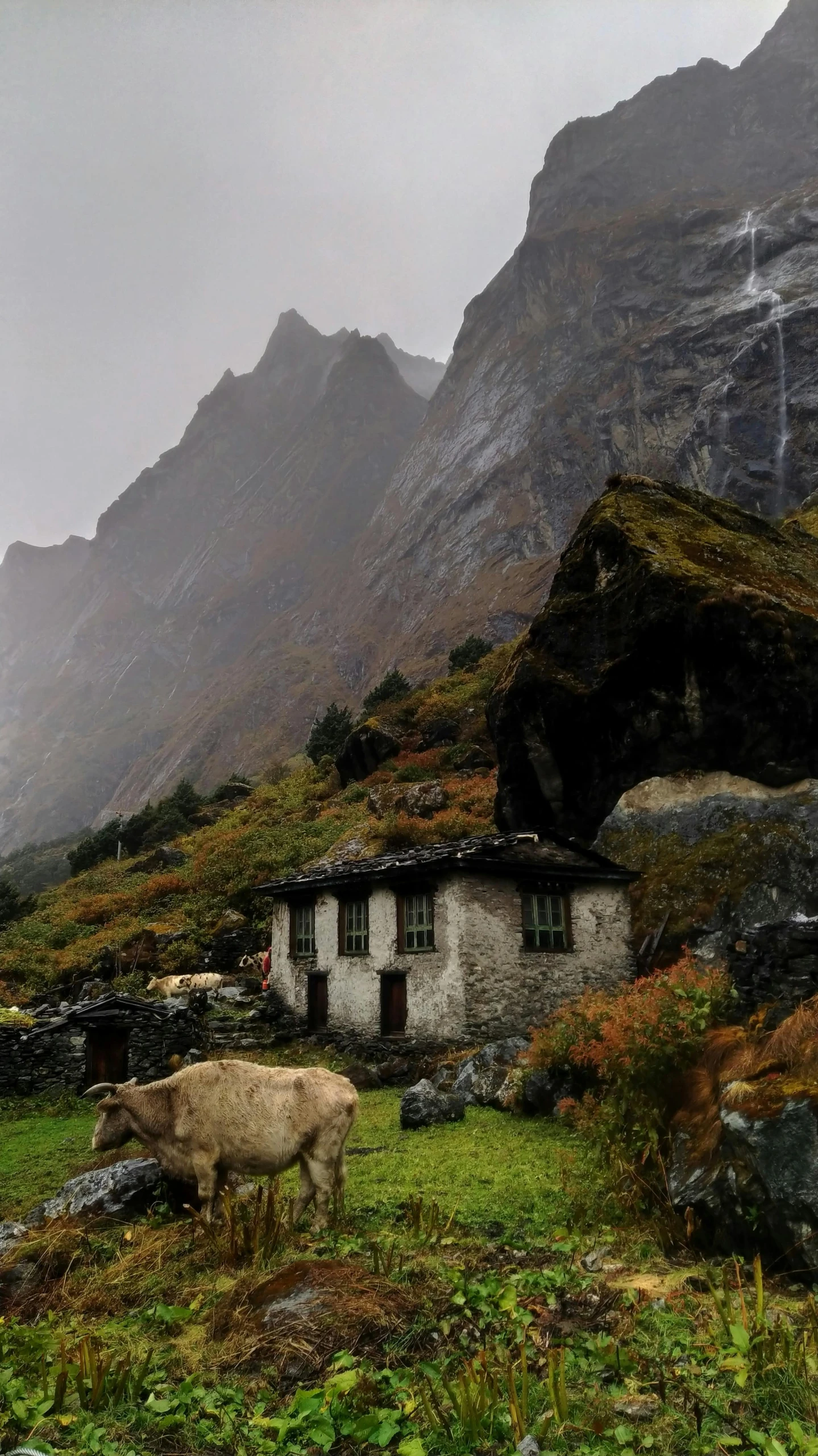 a large sheep stands in the mountainside near a stone cottage