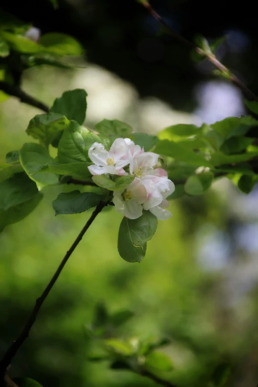 a pink and white flower is on a tree nch