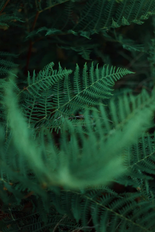 a green fern plant with very thin leaves