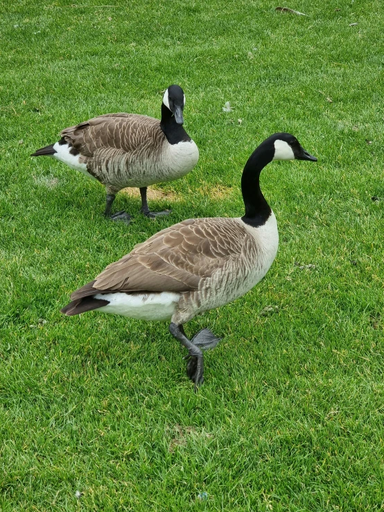two geese standing in a grassy field
