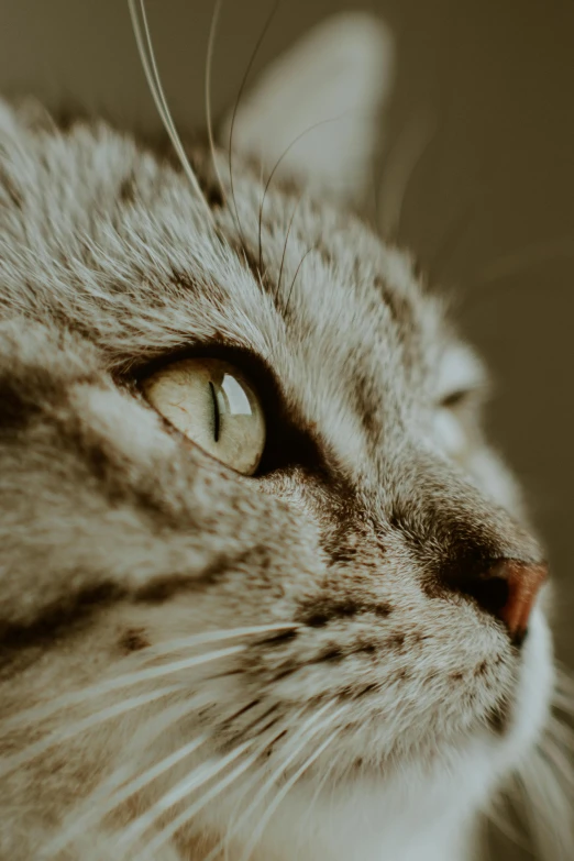 a close up s of a cat with green eyes