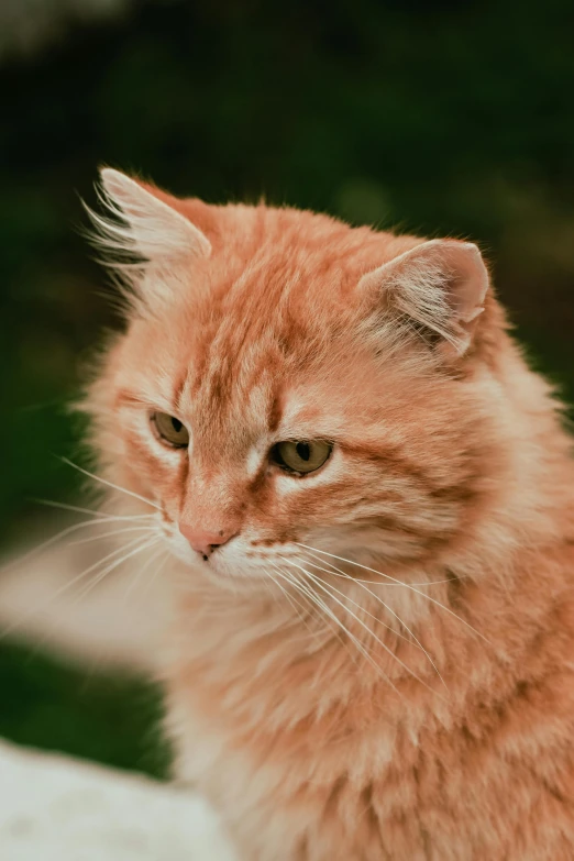 a cat sitting down looking into the distance