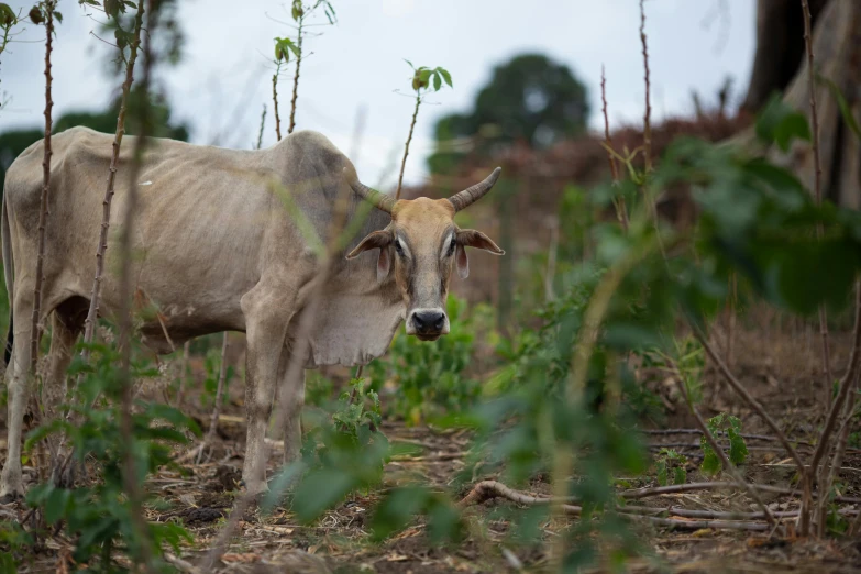 a cow stands alone near some thicket grass